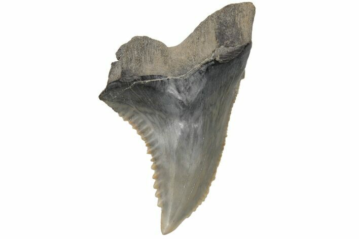 Snaggletooth Shark (Hemipristis) Tooth - South Carolina #211641